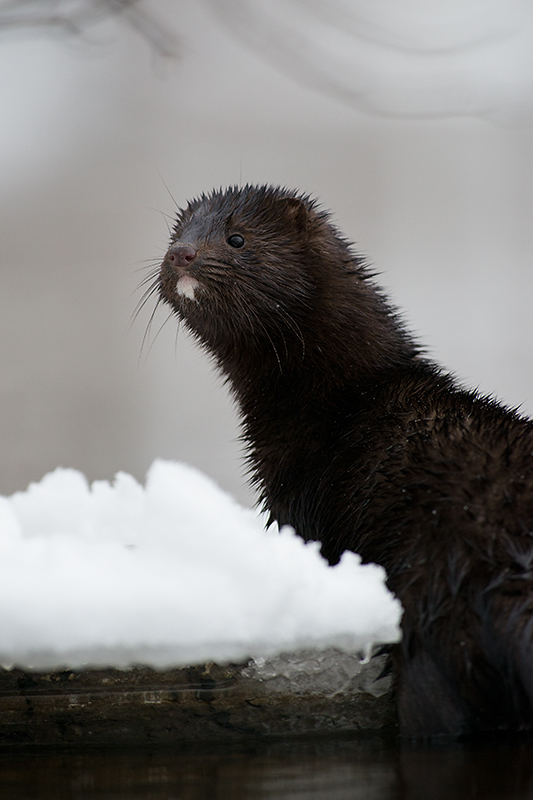 Mink